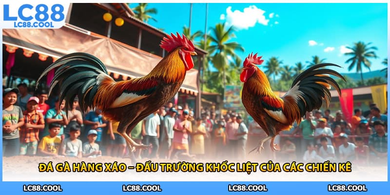Đá Gà Hàng Xáo – Đấu Trường Khốc Liệt Của Các Chiến Kê