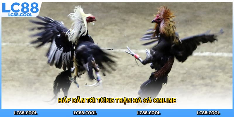 Hấp dẫn tới từng trận đá gà online