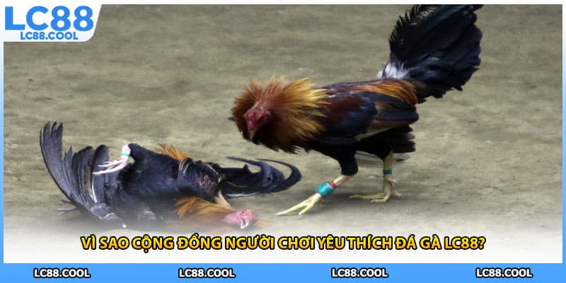 Các loại hình đá gà LC88