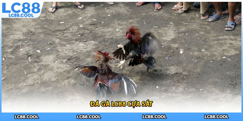 Đá gà LC88 cựa sắt